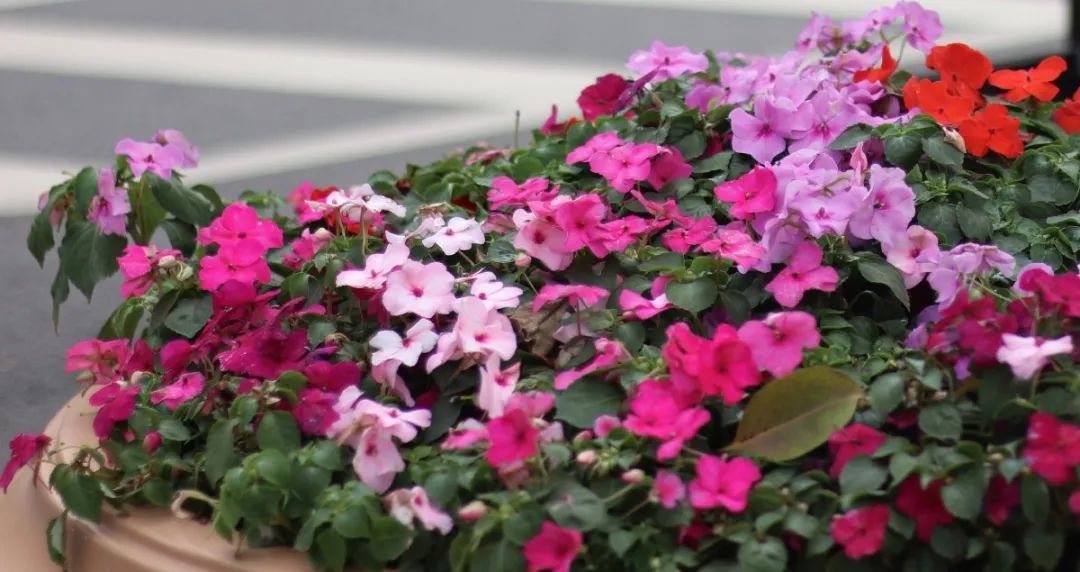 be1731698b11cfae593763aaa6b545e.jpg 圖片