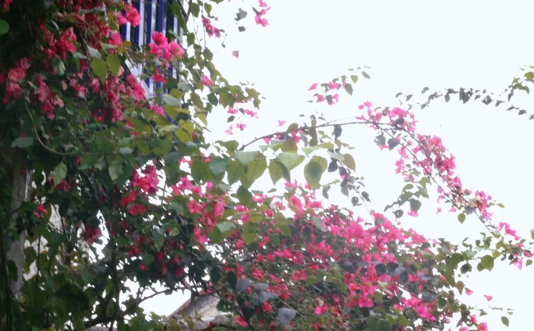 98aa36e568f9d9816b56ac00bf89a65.jpg 圖片