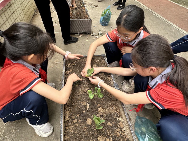 17.瑤蘆小學 種植蔬菜.JPG